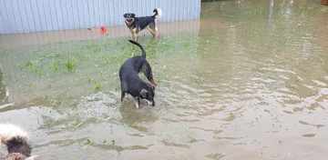 Schronisko dla zwierząt „Czekadełko” 