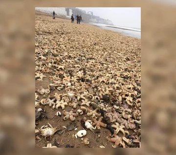 Rozgwiazdy wyrzucone na plaże w dystrykcie Thanet w hrabstwie Kent 