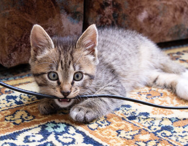 Miniatura: Te urządzenia odłączaj od prądu –...