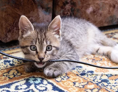 Miniatura: Te urządzenia odłączaj od prądu –...