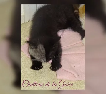 "Kot o dwóch twarzach" 