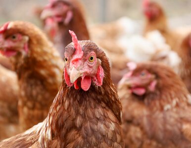 Miniatura: Choroba z Newcastle znów atakuje....