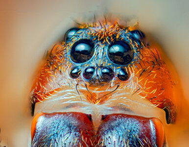 Miniatura: Zaobserwował zagrożonego wyginięciem E....