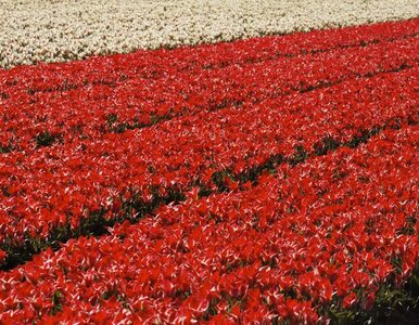 Miniatura: Więdnący tulipan ? Holandia może stracić...