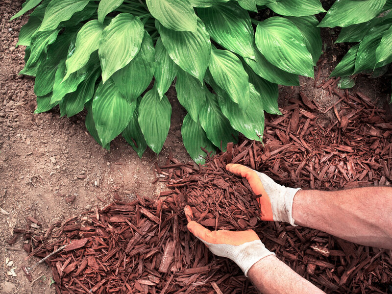 Jesienne ściółkowanie przynosi wiele korzyści