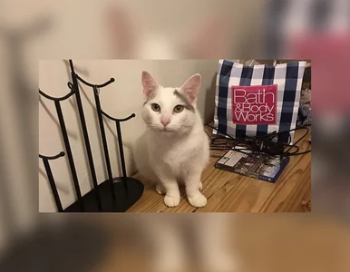 Miniatura: Ten kot to prawdziwy mistrz kamuflażu....