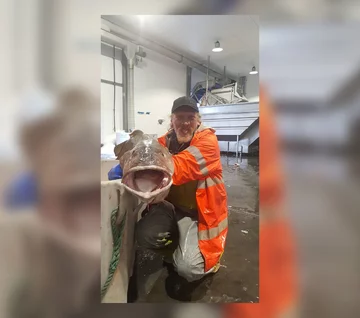 Największy dorsz świata 