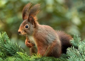 Miniatura: Znasz przysłowia o zwierzętach? Ten QUIZ...