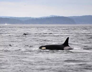 Miniatura: Najstarsza orka na świecie może mieć 105 lat