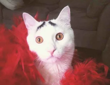 Miniatura: Zdziwiony kot nowym hitem Internetu