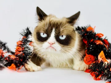 Grumpy Cat 