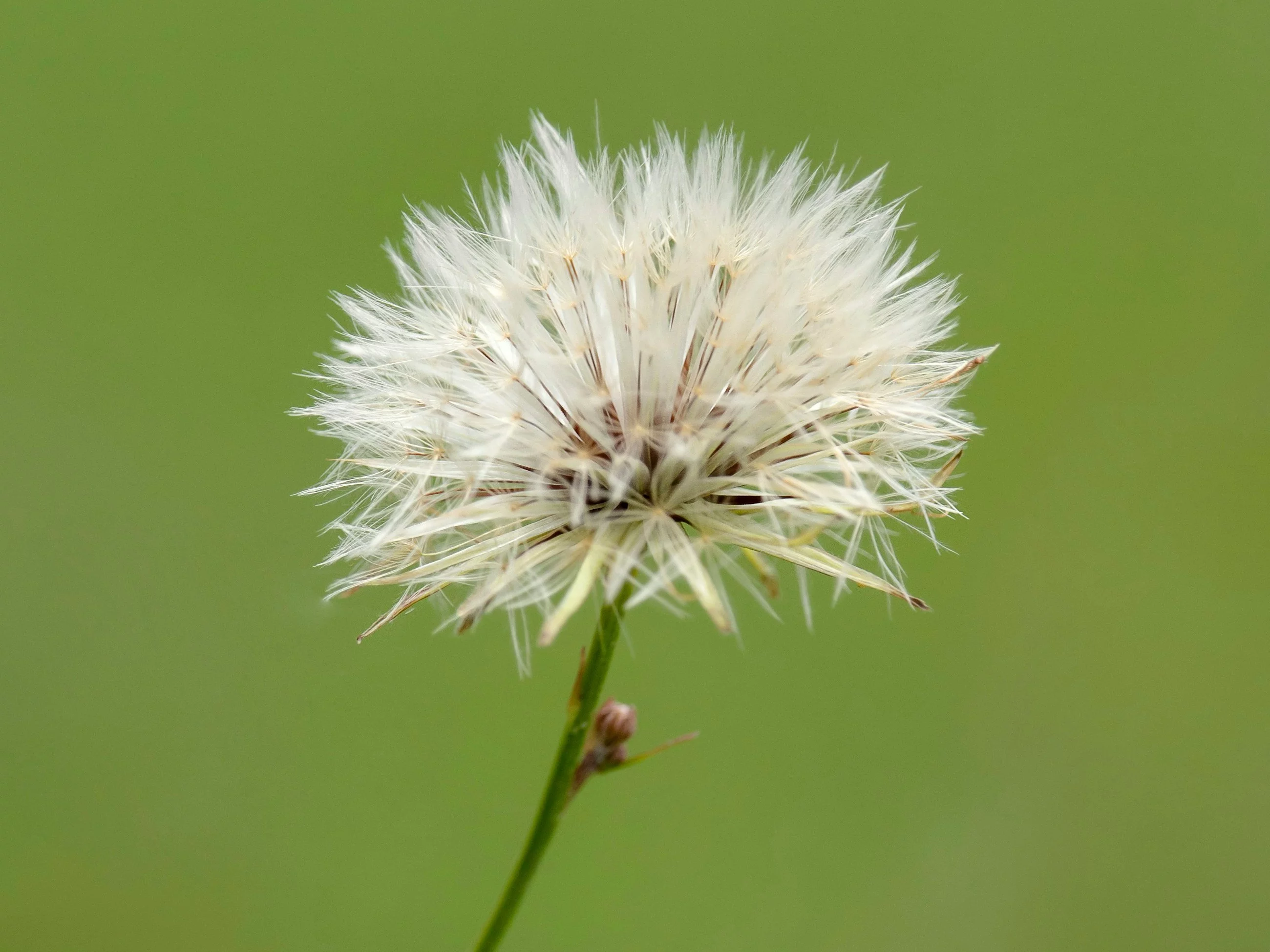 Prawda czy fałsz? Sprawdzamy wiedzę z biologii