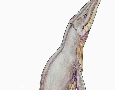 Miniatura: Fragmenty kości potężnych, morskich...