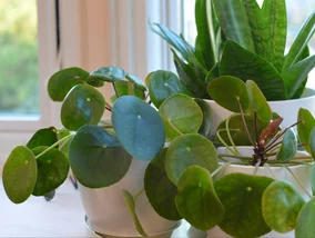 Miniatura: Pokrój, zalej, poczekaj. Nowe liście...