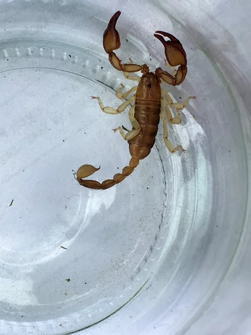 Skorpion przywieziony z Chorwacji 