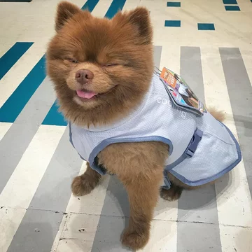 Pomeranian Bertie 