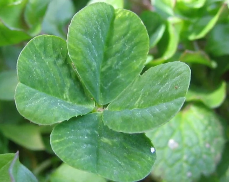 Miniatura: Kandydat na posła kusi wyborców... koniczyną