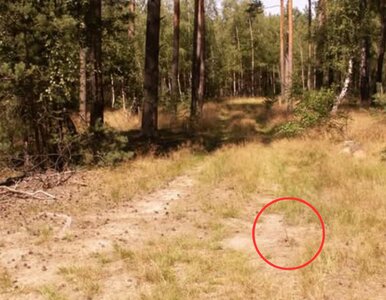 Miniatura: Leśnicy wściekli. „Widzicie to na zdjęciu?...