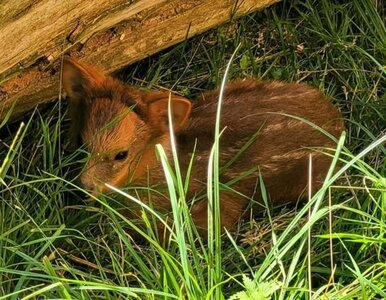 Miniatura: „Malutka piękność” urodziła się w...
