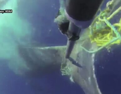 Miniatura: 40-tonowy wieloryb uratowany z rybackich...