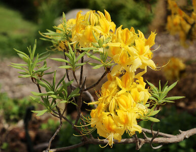 Miniatura: Pięknie pachnie, ale jej zapach zabija. W...