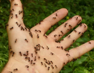 Miniatura: Kilka ząbków i wrzątek. Mrówki szybko...