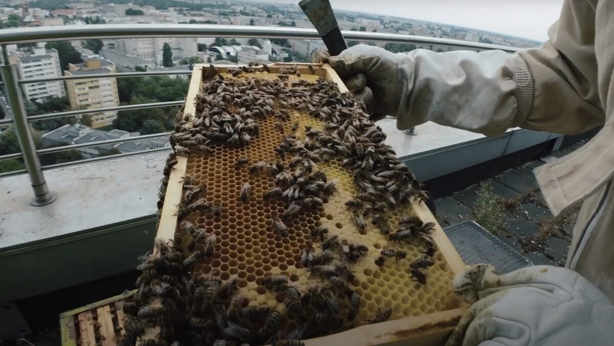 Pszczoły w miejskim ulu 