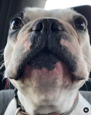 Miniatura: Ten pies ma wyjątkowy talent. Nagrania,...