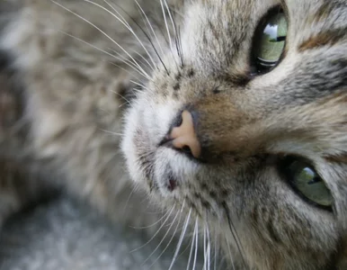 Miniatura: Naukowcy stworzyli muzykę dla... kotów