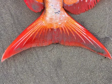 Olbrzymi strojnik znaleziony na plaży w stanie Oregon 