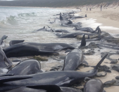 Miniatura: Ponad 130 martwych wielorybów na plaży....