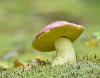 Miniatura: Za zbieranie tych grzybów możesz słono...