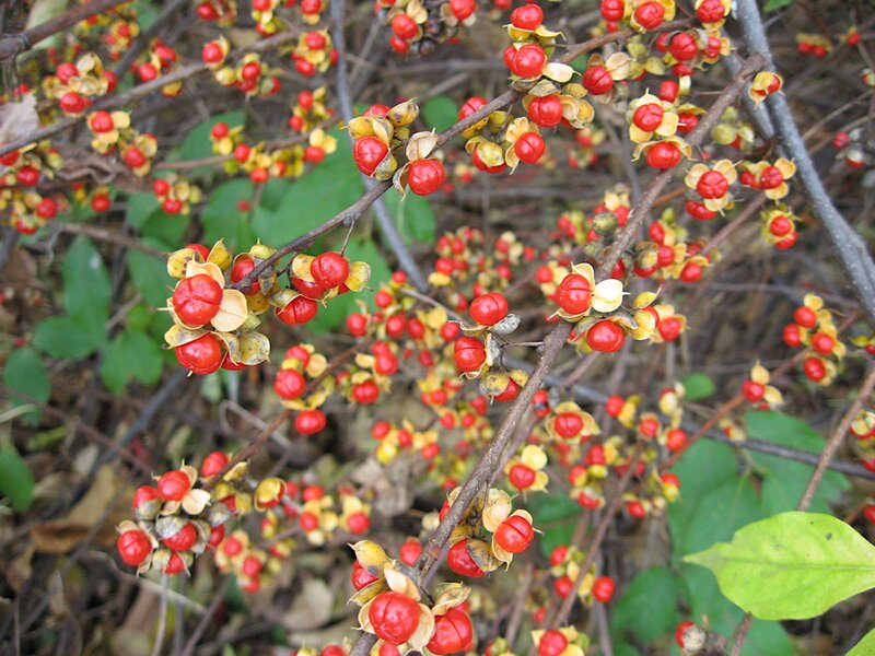 Dławisz okrągłolistny (Celastrus orbiculatus)