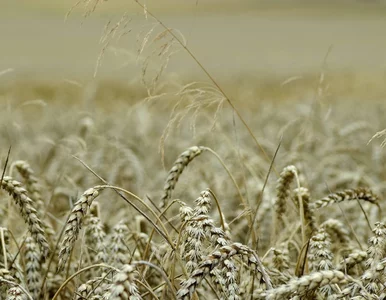 Miniatura: Rekordowe ceny zboża. Może być jeszcze gorzej