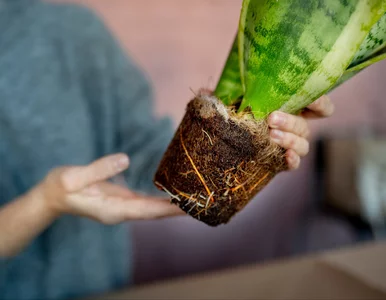 Miniatura: Rośliny doniczkowe mogą przeżyć atak...