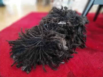 Napoleon, przedstawiciel rasy puli 