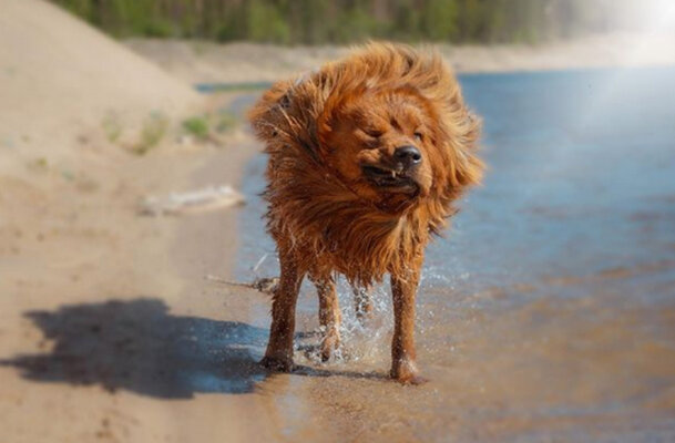 Miniatura: Ten gigantyczny pies wygląda jak lew!...