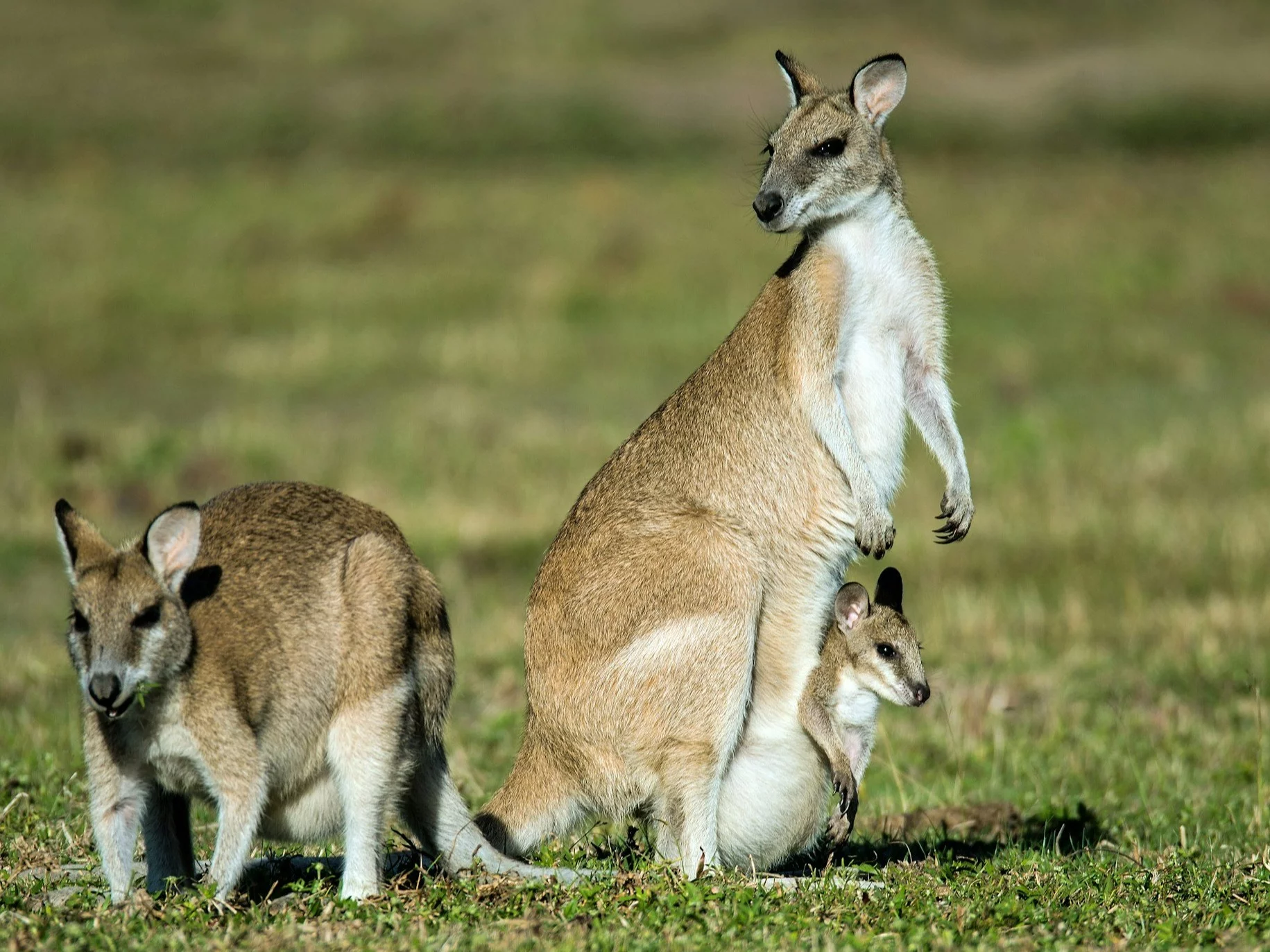 Na jakim kontynencie żyje to zwierzę? Pytanie 5. to pułapka