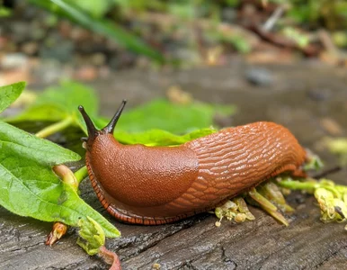 Miniatura: Wlej do kubka i postaw w ogrodzie. Rano...