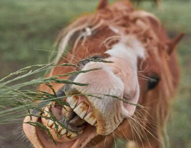Miniatura: QUIZ dla obeznanych. Uzupełnisz stare...