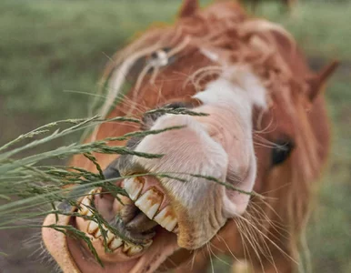 Miniatura: QUIZ dla obeznanych. Uzupełnisz stare...