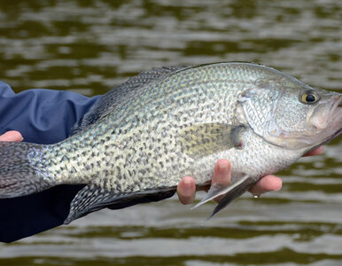 Miniatura: Wędkarz zgłosił rybę do rekordu. Dzień...
