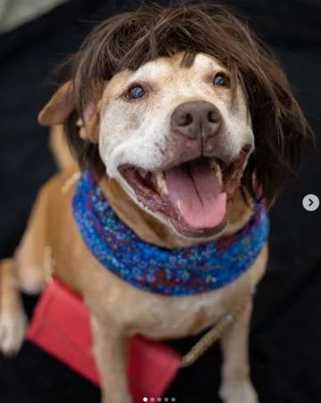 Psy jako modele. Niecodzienna sesja schroniska 