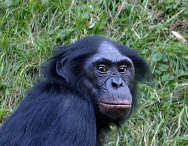 Miniatura: O czym rozmawiają szympansy?