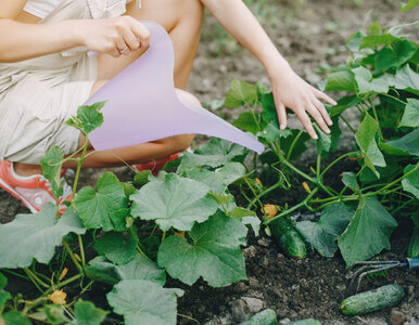 Miniatura: Podlewaj tym ogórki raz na 2 tygodnie....