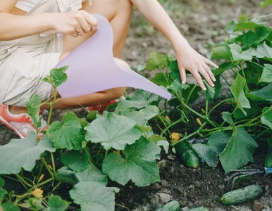 Miniatura: Podlewaj tym ogórki raz na 2 tygodnie....