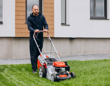 Miniatura: Błąd w jesiennym koszeniu trawnika. Wiosną...