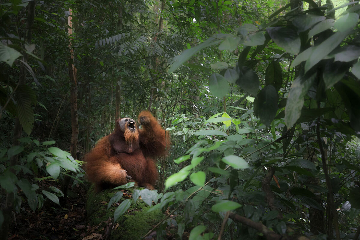 Sumatran orangutan 