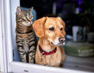 Miniatura: Nowe obowiązki dotyczące psów i kotów....