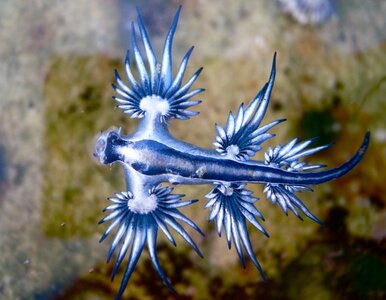 Miniatura: Zamknięto turystyczny raj. Powodem......